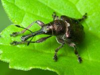 Rhynchites (Epirhynchites) giganteus