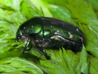 Protaetia ungarica