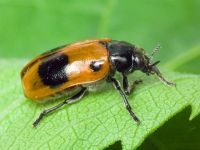 Clytra laeviuscula