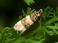 Lobesia bicinctana