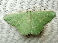 Chlorissa viridata