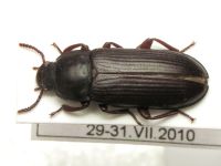 Tenebrio molitor