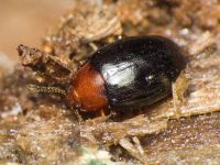 Scaphidema metallicum bicolor
