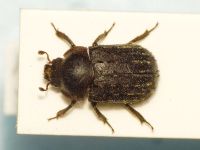 Aesalus ulanowsky