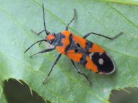 Lygaeus simulans