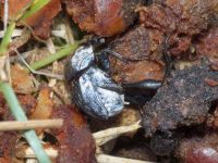 Sisyphus schaefferi boschniaki