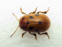 Gonioctena fornicata