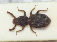 Corticus brevipennis