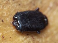 Platylomalus complanatus