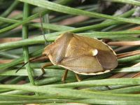 Chlorochroa pinicola