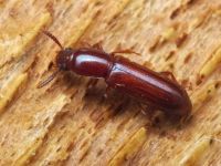 Corticeus (Corticeus) unicolor