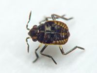 Microvelia reticulata