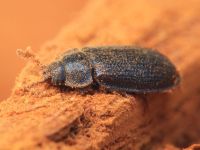 Grynocharis oblonga