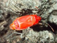 Pyrrhocoris apterus
