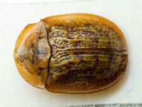 Cassida (Lordiconia) canaliculata