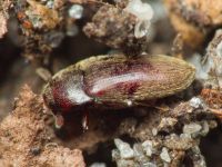 Aulonothroscus brevicollis