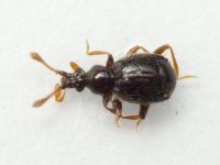 Bryaxis bulbifer
