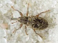 Dorytomus rubrirostris