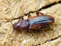 Bothrideres bipunctatus