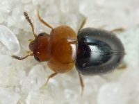 Agathidium nigripenne