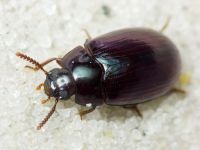 Platydema violaceum