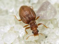 Stephostethus angusticollis