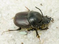Onthophagus taurus