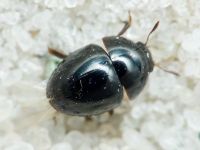 Phalacrus