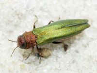 Agrilus (Agrilus) viridis viridis