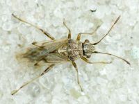 Nysius
