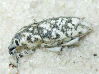 Leucomigus candidatus