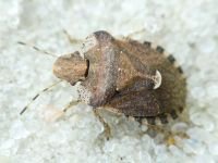 Dyroderes umbraculatus