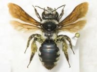 Hymenoptera
