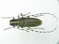 Cerambycidae