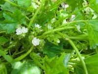 Malva pusilla