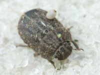 Odontoscelis (Obscuromorpha) hispidula