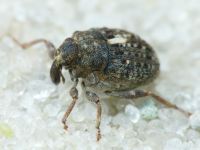 Phrydiuchus topiarius