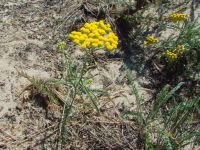 Achillea micrantha