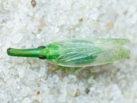 Hemiptera