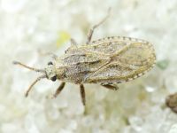 Tingis (Tropidocheila) caucasica