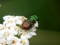 Hedychrum gerstaeckeri