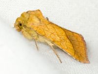 Pyrrhia umbra