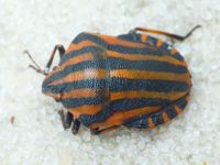 Graphosoma (Graphosoma) italicum