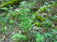 Dryopteris carthusiana