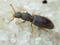Monotoma brevicollis