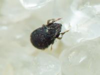 Arachnida