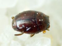 Acritus minutus