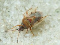 Kleidocerys resedae