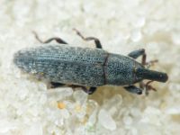 Lixus (Eulixus) punctirostris