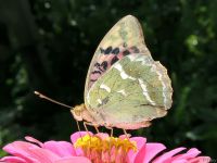 Argynnis pandora